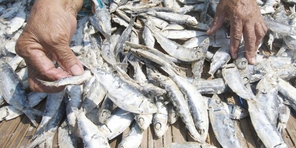 Pengawet Ikan Asin Alami