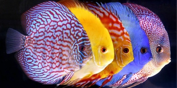 Bisnis Ikan Discuss