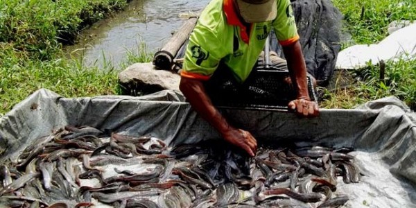 Petani Lele Bogor